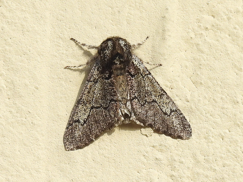 falena di febbraio